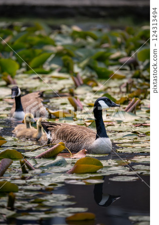 Canada goose family swimming in line on a pond with lily pads. Canada geese (Branta canadensis) in Kent, UK. Canada goose family swimming in line on a pond with lily pads. Canada geese (Branta canadensis) in Kent, UK. 124313494