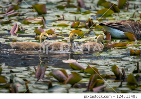 Three Canada goose goslings behind one adult bird swimming on a pond with lily pads. Canada geese (Branta canadensis) in Kent, UK. Three Canada goose goslings behind one adult bird swimming on a pond with lily pads. Canada geese (Branta canadensis) in Kent, UK. 124313495