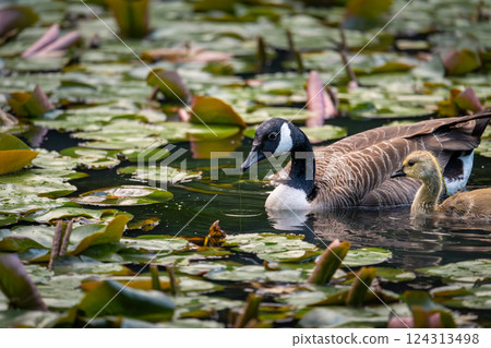 One Canada goose and one gosling swimming on a pond with lily pads. Canada geese (Branta canadensis) in Kent, UK. 124313498