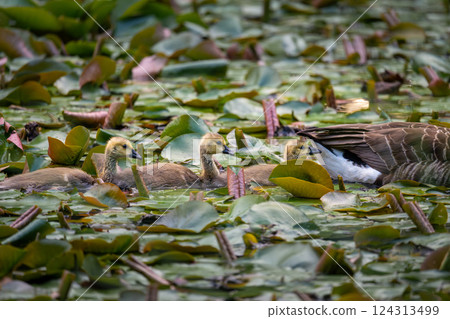 Three Canada goose goslings behind one adult bird swimming on a pond with lily pads. Canada geese (Branta canadensis) in Kent, UK. Three Canada goose goslings behind one adult bird swimming on a pond with lily pads. Canada geese (Branta canadensis) in Kent, UK. 124313499