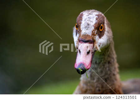 One Egyptian goose looking towards the camera. Copy space to left. Egyptian goose (Alopochen aegyptiaca) in Kent, UK. 124313501