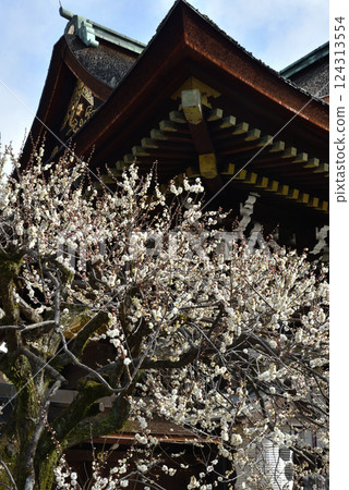 Kitano Tenmangu Shrine in early spring: Sankomon Gate and white plum blossoms (Kamigyo Ward, Kyoto City) 124313554
