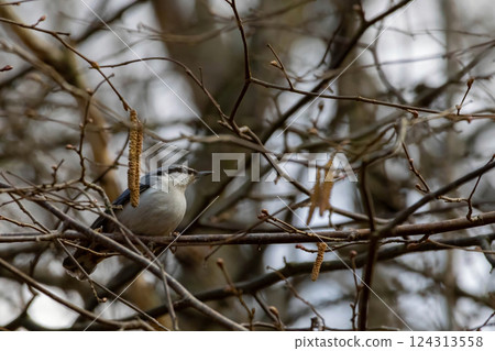 Nuthatch ( sitta europaea )sitting on a tree trunk. 124313558