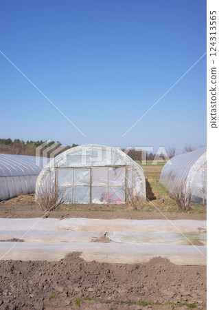 Polytunnels on an organic vegetable farm on sunny day. 124313565