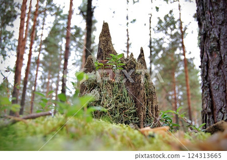 nature resilience moss-adorned tree stump in the enchanted forest nature resilience moss-adorned tree stump in the enchanted forest 124313665