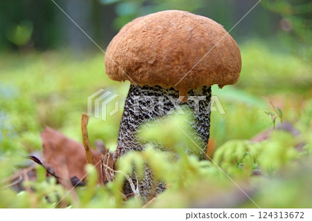Leccinum Mushroom in Mossy Forest Leccinum Mushroom in Mossy Forest 124313672