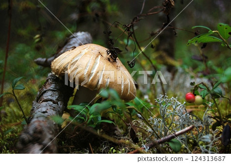 Wild Mushroom in the Heart of the Forest Wild Mushroom in the Heart of the Forest 124313687