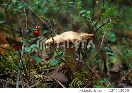 Mushroom Among Forest Greenery. The soft, diffused light. Mushroom Among Forest Greenery. The soft, diffused light. 124313699