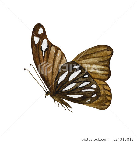 A brown butterfly is flying. A hand-drawn watercolor illustration. a color image of an insect. Isolate it. For printing and decorating postcards, banners, and flyers. For home decor, packaging, labels A brown butterfly is flying. A hand-drawn watercolor illustration. a color image of an insect. Isolate it. For printing and decorating postcards, banners, and flyers. For home decor, packaging, labels 124313813