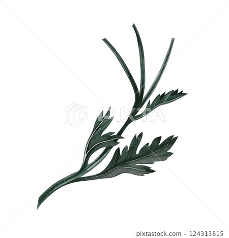 Chrysanthemum leaves. Handmade watercolor illustration. a color image of floral elements. Isolya. For labels, packages, printed products, stickers, posters and banners, for postcards and packaging. 124313815