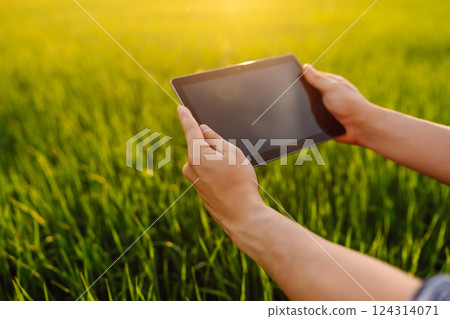 A young farmer checking the quality of young wheat using a specialized application. Harvest. A young farmer checking the quality of young wheat using a specialized application. Harvest. 124314071