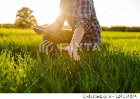 A young farmer checking the quality of young wheat using a specialized application. Harvest. A young farmer checking the quality of young wheat using a specialized application. Harvest. 124314074