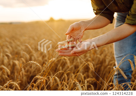 Woman farmer analyzes the harvest in a golden wheat field. Agronomist checks the progress of harvest 124314228