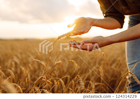 Woman farmer analyzes the harvest in a golden wheat field. Agronomist checks the progress of harvest Woman farmer analyzes the harvest in a golden wheat field. Agronomist checks the progress of harvest 124314229