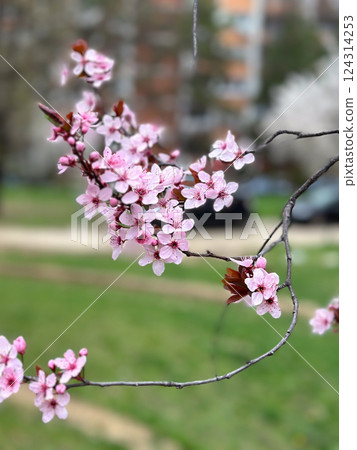 Cherry blossoms on thin branches with a soft background. Concept of spring, renewal nature and season 124314253