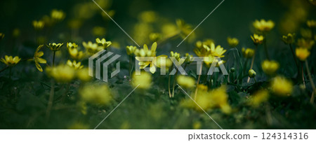 Yellow wildflowers growing in lush green grass, captured with shallow depth of field. 124314316