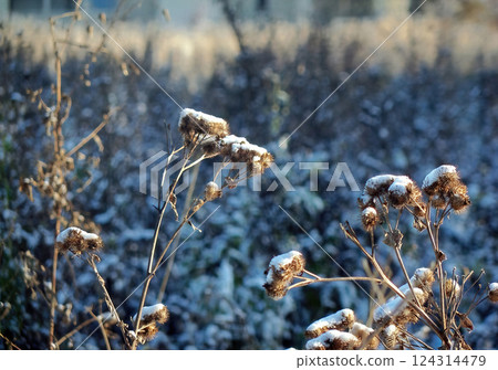 Dry thistle herb covered in snow, winter wallpaper background Dry thistle herb covered in snow, winter wallpaper background 124314479