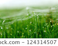 Early summer morning dew, spider web on green grass, fresh air, nature background 124314507