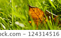 Autumn leaves in grass, nature fall wallpaper background 124314516