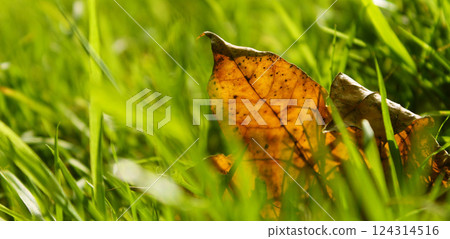 Autumn leaves in grass, nature fall wallpaper background Autumn leaves in grass, nature fall wallpaper background 124314516