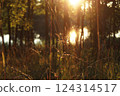 Summer sunset in nature near a lake. Grass, reeds, trees cozy background wallpaper 124314517