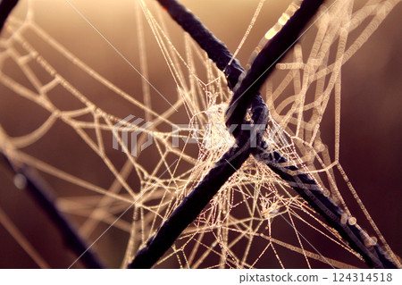Spider web on a fence, early summer morning background wallpaper Spider web on a fence, early summer morning background wallpaper 124314518