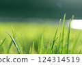 Green grass near a lake, summer nature background 124314519