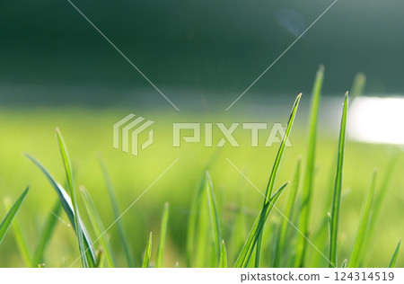 Green grass near a lake, summer nature background Green grass near a lake, summer nature background 124314519