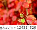 Fresh red and green bush leaves, summer nature background wallpaper 124314520