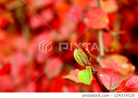 Fresh red and green bush leaves, summer nature background wallpaper 124314520