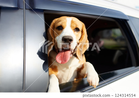 A happy beagle dog looks out of a car window with its tongue hanging out. 124314554