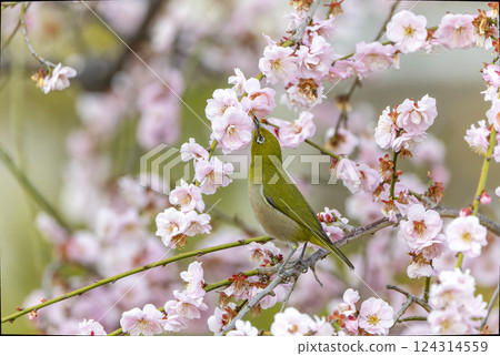 A white-eye perches on the branch of a blooming plum tree 124314559