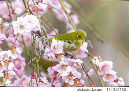 A white-eye perches on the branch of a blooming plum tree 124314560