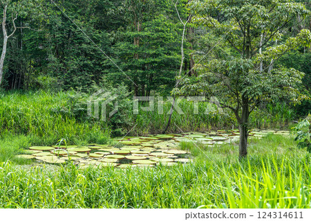 River boat trip at Parana do Mamori in the Amazon rainforest about 100 km south of Manaus in Brazil 124314611