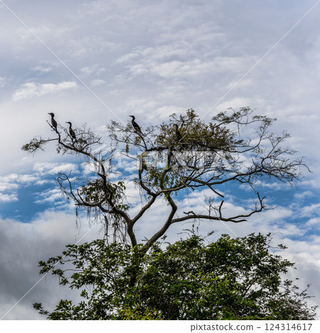 River boat trip at Parana do Mamori in the Amazon rainforest about 100 km south of Manaus in Brazil 124314617