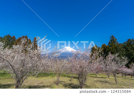 [富士山素材] 從靜岡縣富士宮市看到的富士山和梅花 [靜岡縣] 124315084
