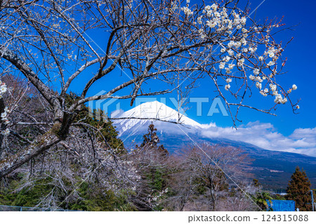 [富士山素材] 從靜岡縣富士宮市看到的富士山和梅花 [靜岡縣] 124315088