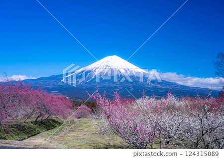 [富士山素材] 從靜岡縣富士宮市看到的富士山和梅花 [靜岡縣] 124315089