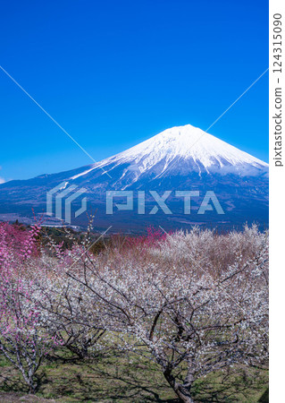 [Mt. Fuji material] Mt. Fuji and plum blossoms as seen from Fujinomiya City, Shizuoka Prefecture [Shizuoka Prefecture] 124315090