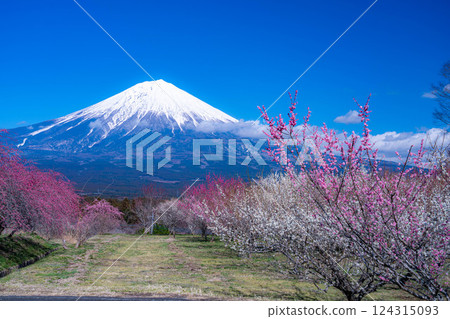 [富士山素材] 從靜岡縣富士宮市看到的富士山和梅花 [靜岡縣] 124315093