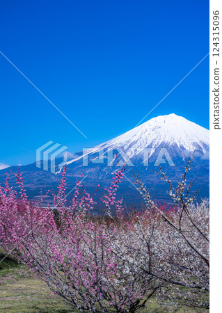 [Mt. Fuji material] Mt. Fuji and plum blossoms as seen from Fujinomiya City, Shizuoka Prefecture [Shizuoka Prefecture] 124315096