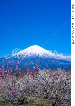 [Mt. Fuji material] Mt. Fuji and plum blossoms as seen from Fujinomiya City, Shizuoka Prefecture [Shizuoka Prefecture] 124315097