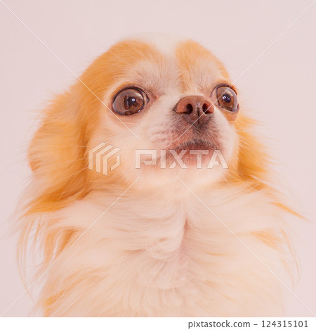 Chihuahua dog of white and red color on a light background. Portrait of a pet. Chihuahua dog of white and red color on a light background. Portrait of a pet. 124315101
