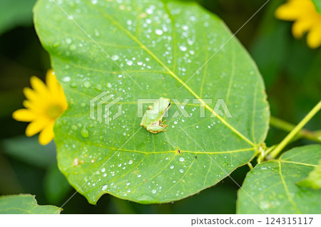 [雨季材料]騎在樹葉上的樹蛙[長野縣] 124315117