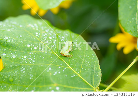 [雨季材料]騎在樹葉上的樹蛙[長野縣] 124315119