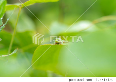 [Rainy season material] Tree frog resting on a leaf [Nagano Prefecture] 124315120