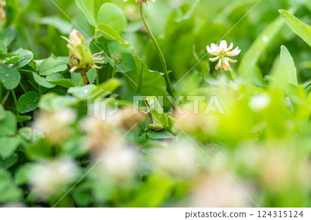 [雨季材料]騎在樹葉上的樹蛙[長野縣] 124315124