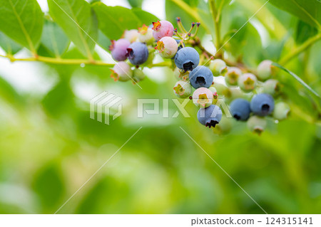 [水果素材] 樹上生長的藍莓[長野縣] 124315141