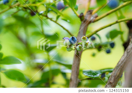 [水果素材] 樹上生長的藍莓[長野縣] 124315150