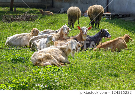 goats on a farm  124315222